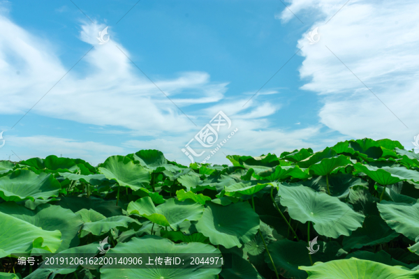 荷葉