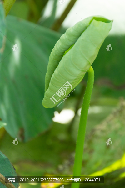 荷葉