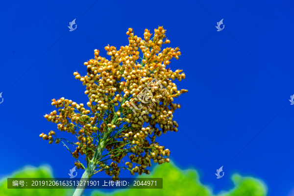 高粱