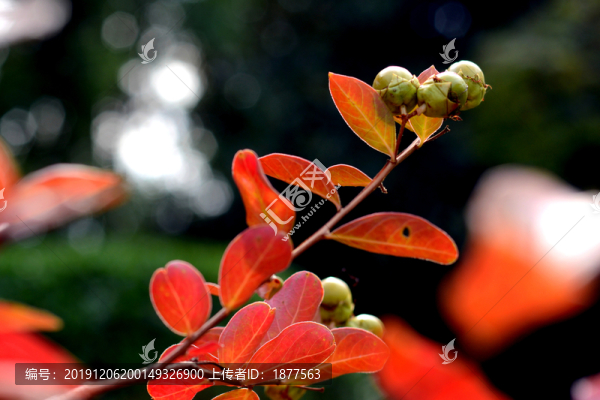 鄉(xiāng)村秋景