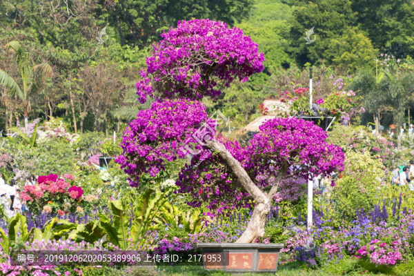 勒杜鵑