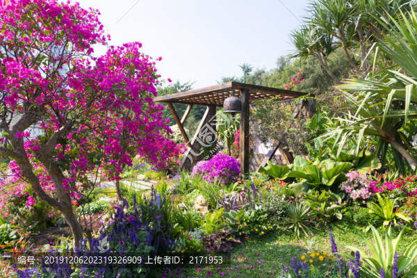 勒杜鵑