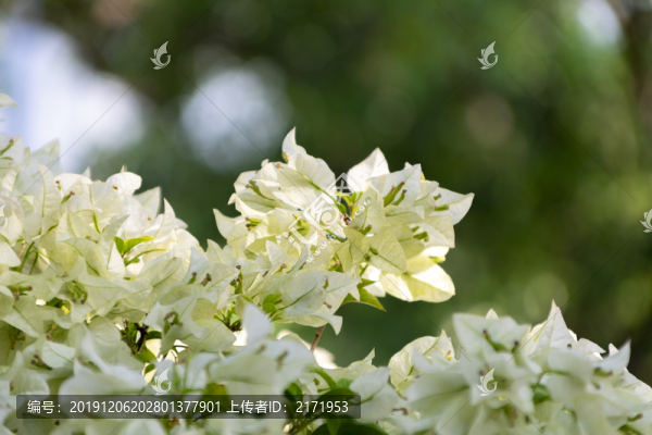三角梅