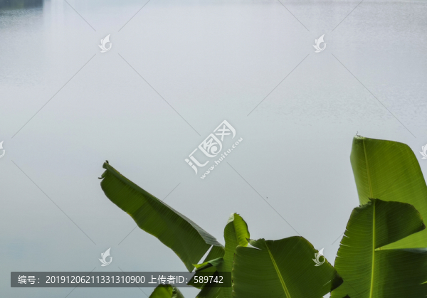 芭蕉葉