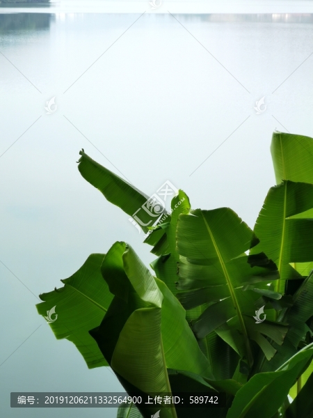 芭蕉葉