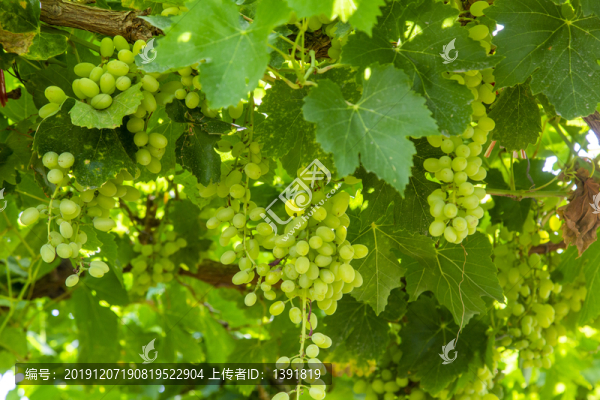 新疆吐魯番鄯善葡萄園
