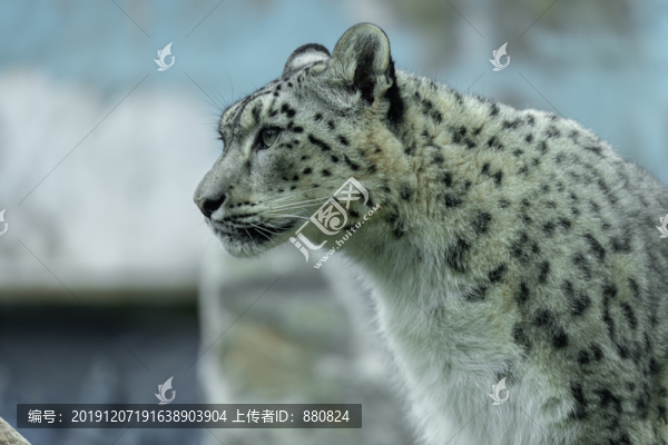 雪豹