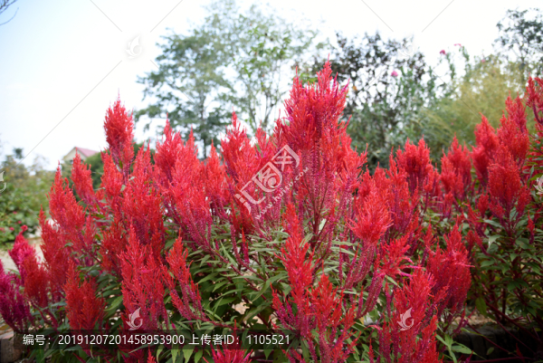 大雞公花