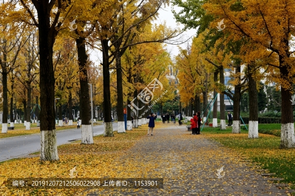 銀杏大道