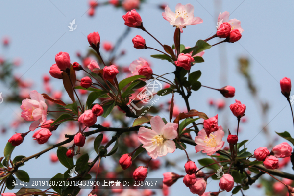 櫻花