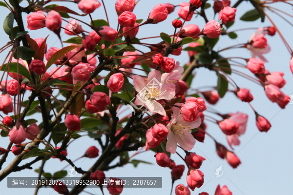 紅色櫻花苞