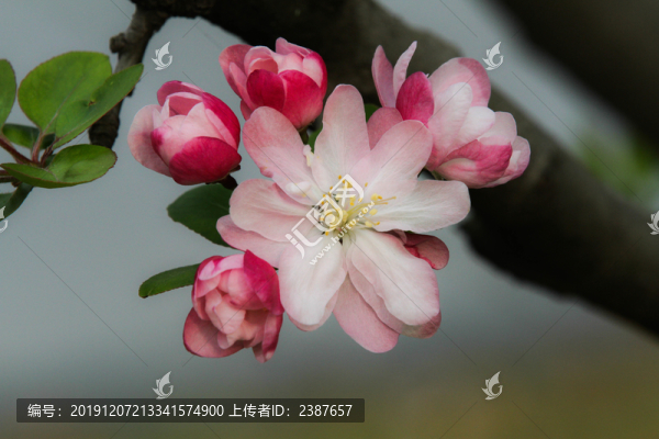 櫻花盛開