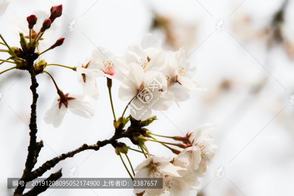 櫻花