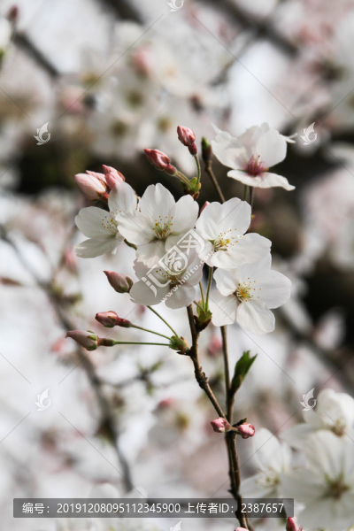 櫻花