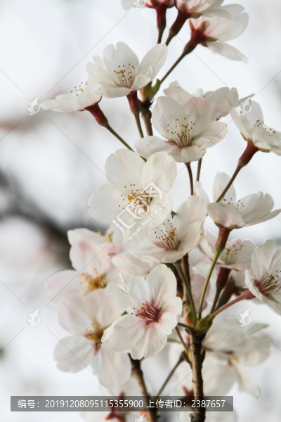 白色櫻花