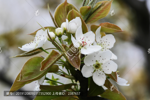 櫻花