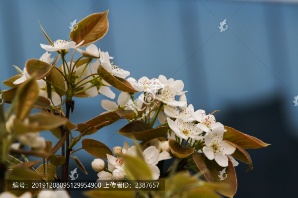 櫻花