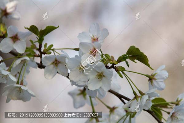 白色櫻花
