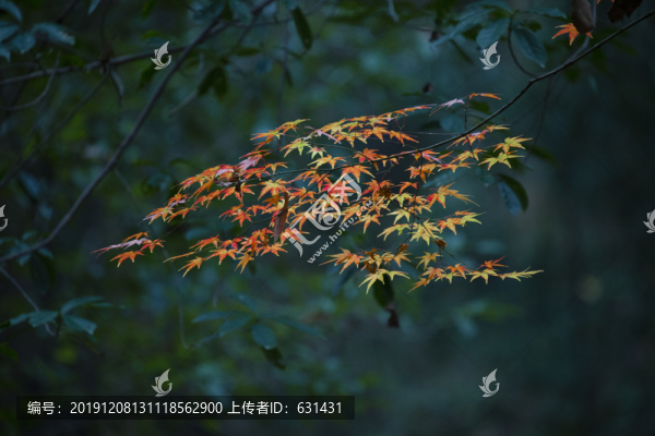 秋天紅葉特寫