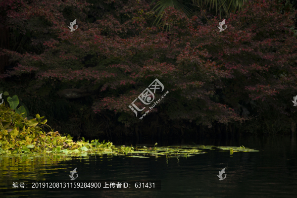 水草
