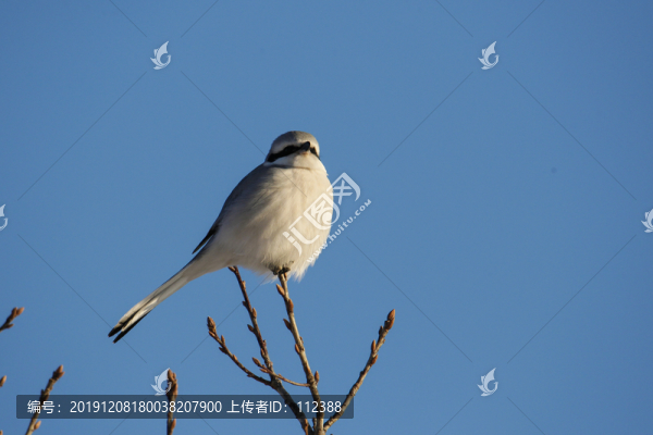 楔尾伯勞長尾灰伯勞陸生野生動(dòng)物