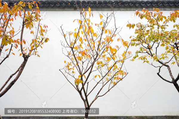 紅葉與白墻