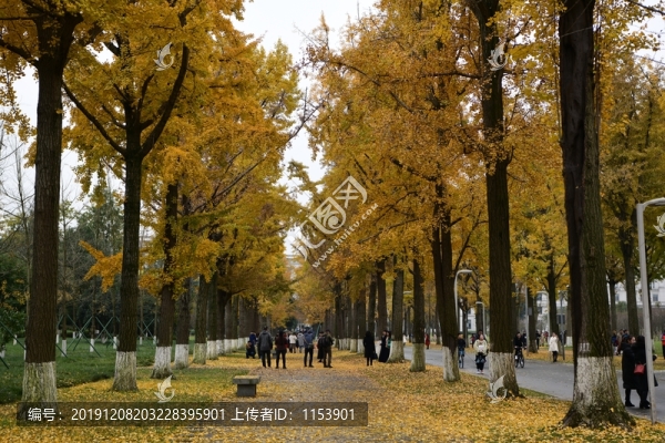 銀杏大道