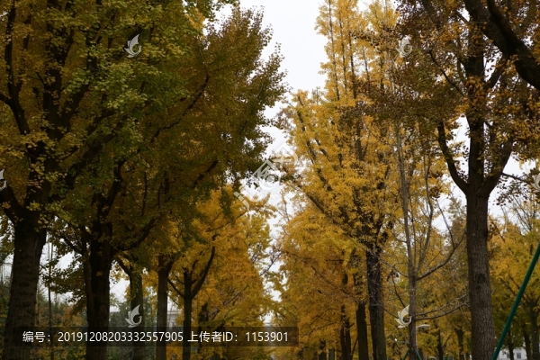 銀杏大道