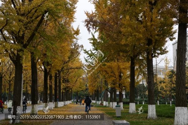銀杏大道