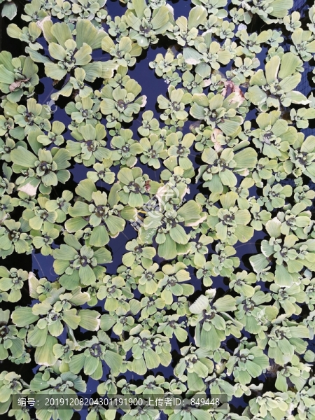 水生植物