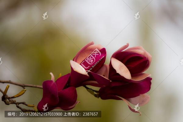 玉蘭花