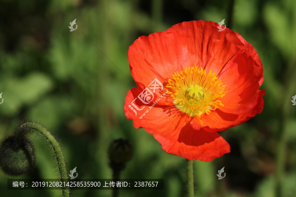 紅色虞美人