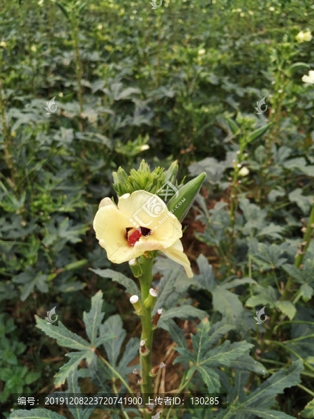 秋葵花