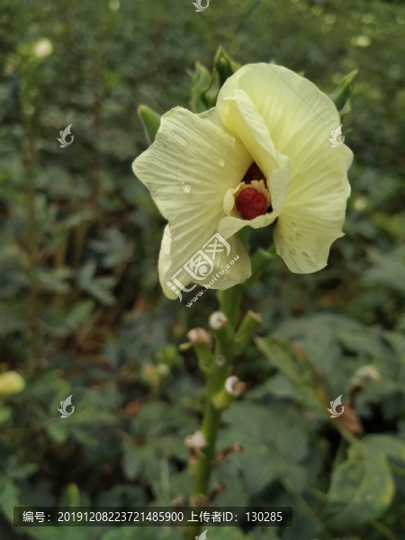 秋葵花