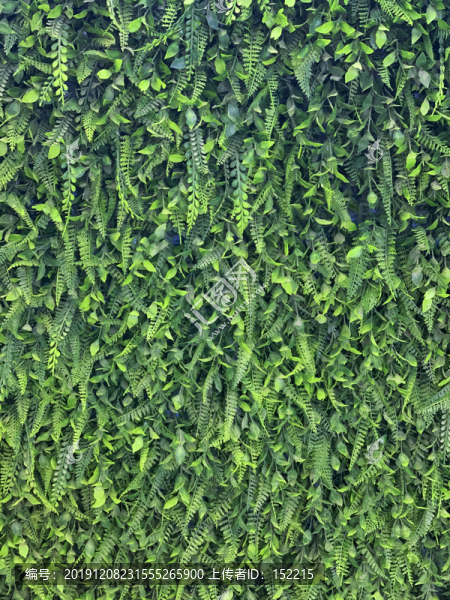 綠植墻