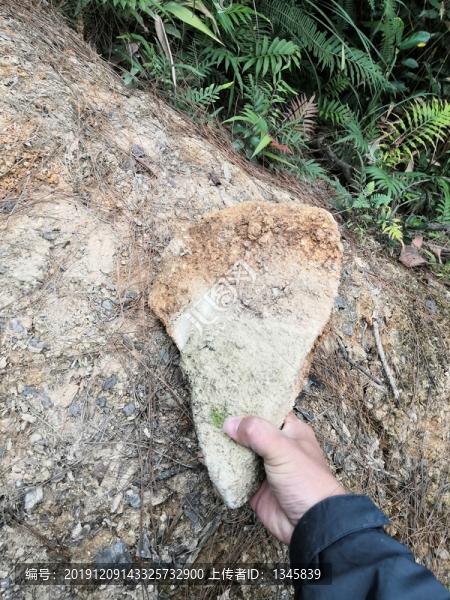 牙齒化石巨人門(mén)齒