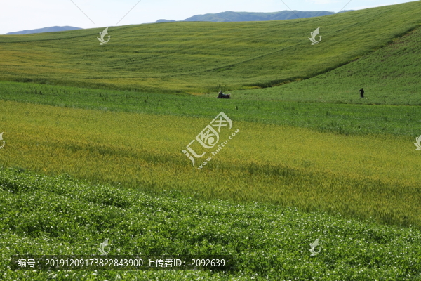麥田勞作