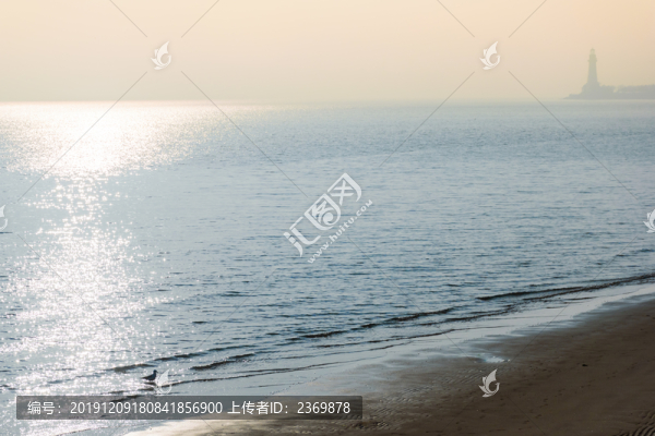 沙灘與海鷗
