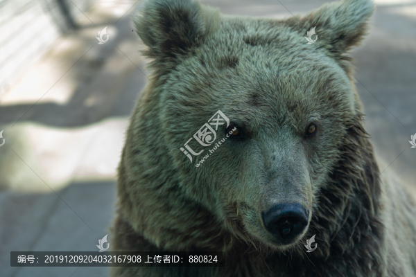 棕熊