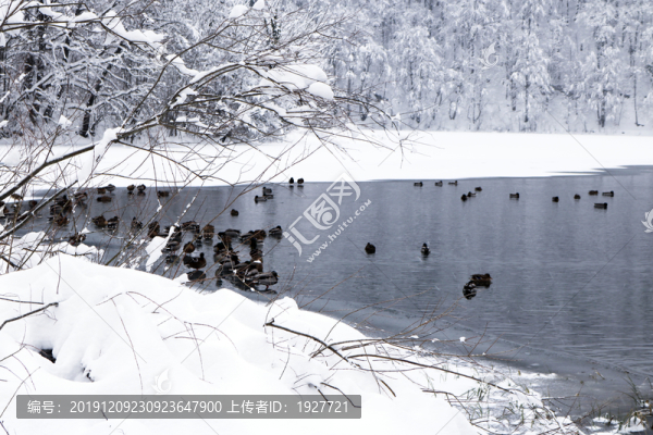 冬天野鴨湖