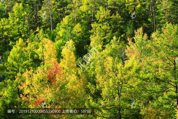 金秋樹林風(fēng)景
