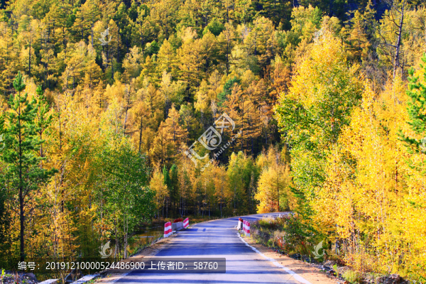 金秋樹林山路