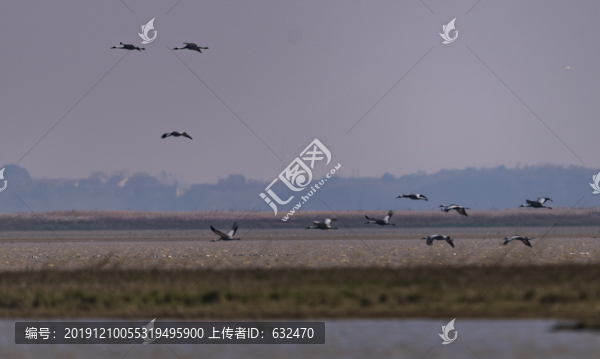 鄱陽(yáng)湖沙湖山白枕鶴