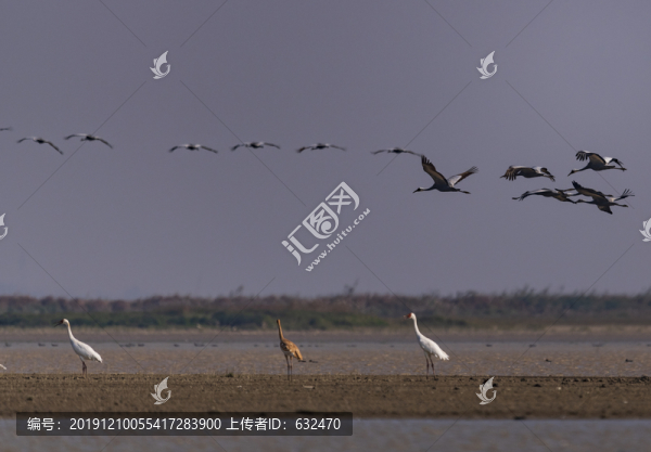 鄱陽(yáng)湖沙湖山白枕鶴與白鶴