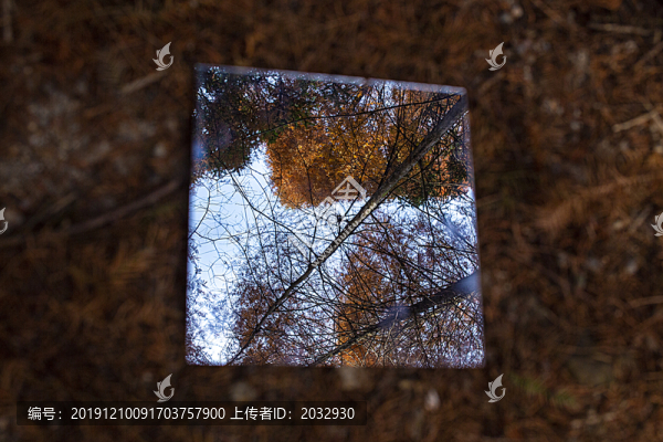 水杉