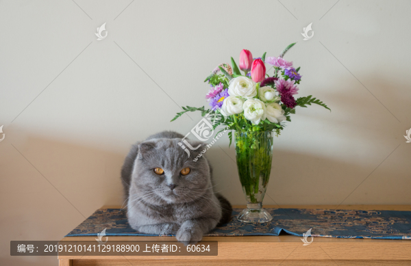 貓與花
