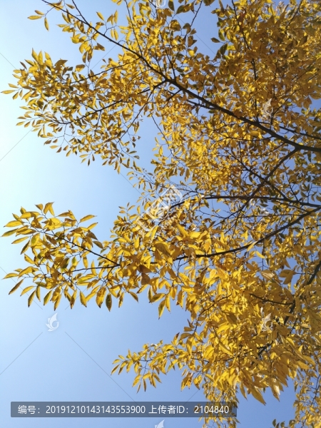 逆光樹枝