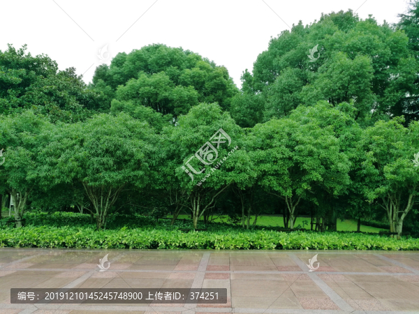 桂花樹(shù)