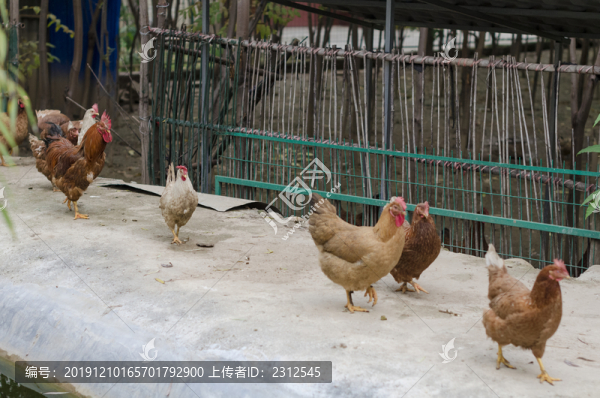 覓食的雞