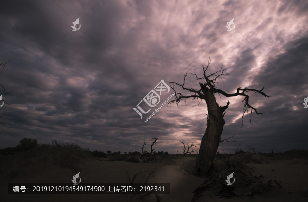 永遠的胡楊